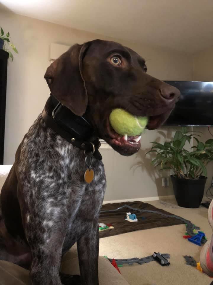 Did somebody say "fetch?"